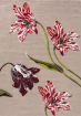 Botanical Tulip Burgundy 455610